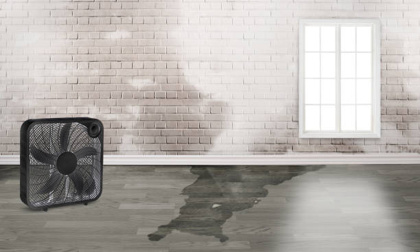 Best Carpet water damage restoration  in Friona, TX
